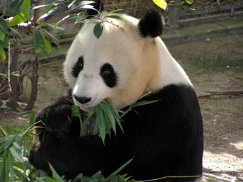 Panda story.jpg
